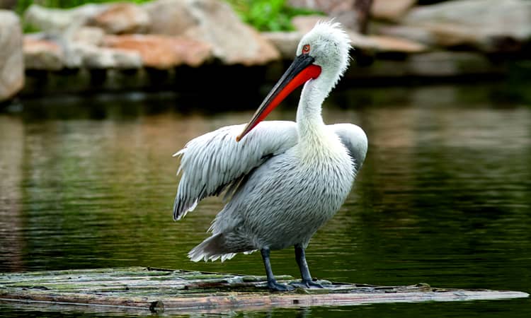 Nalsarovar Bird Sanctuary